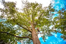 Best Palm Tree Trimming  in Milford Mill, MD