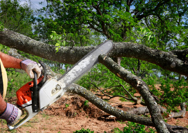 How Our Tree Care Process Works  in Milford Mill, MD